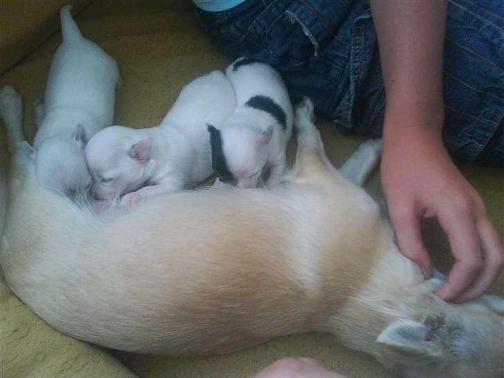 Chihuahua Shelly!<3 billede 15