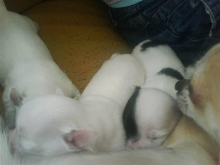 Chihuahua Shelly!<3 billede 16