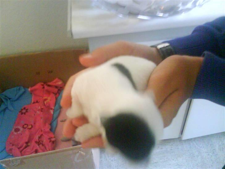 Chihuahua Shelly!<3 billede 17