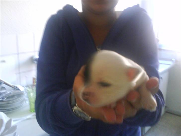Chihuahua Shelly!<3 billede 18