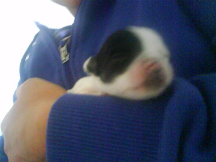 Chihuahua Shelly!<3 billede 19