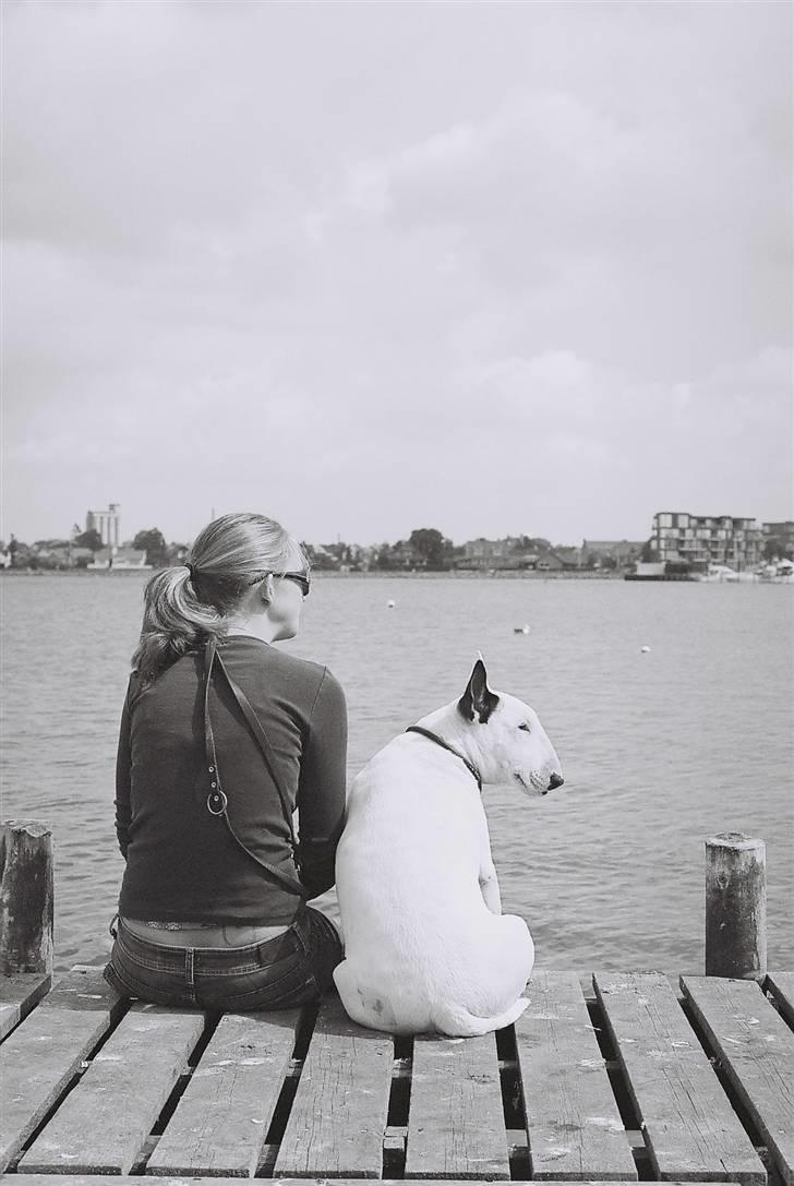 Bullterrier Dizzy fik fred 15.10.08 billede 5