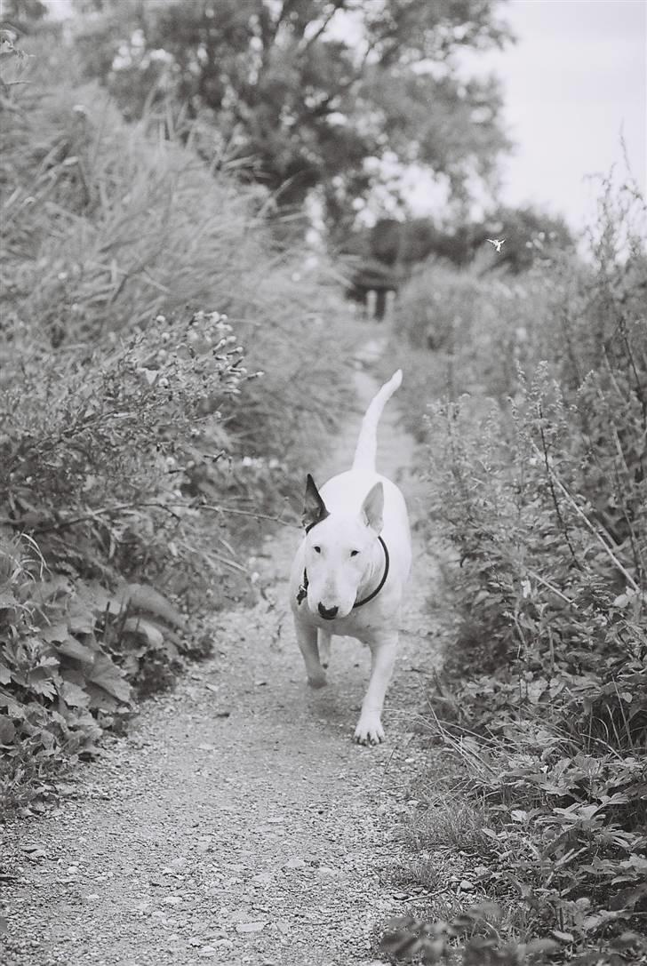 Bullterrier Dizzy fik fred 15.10.08 billede 6