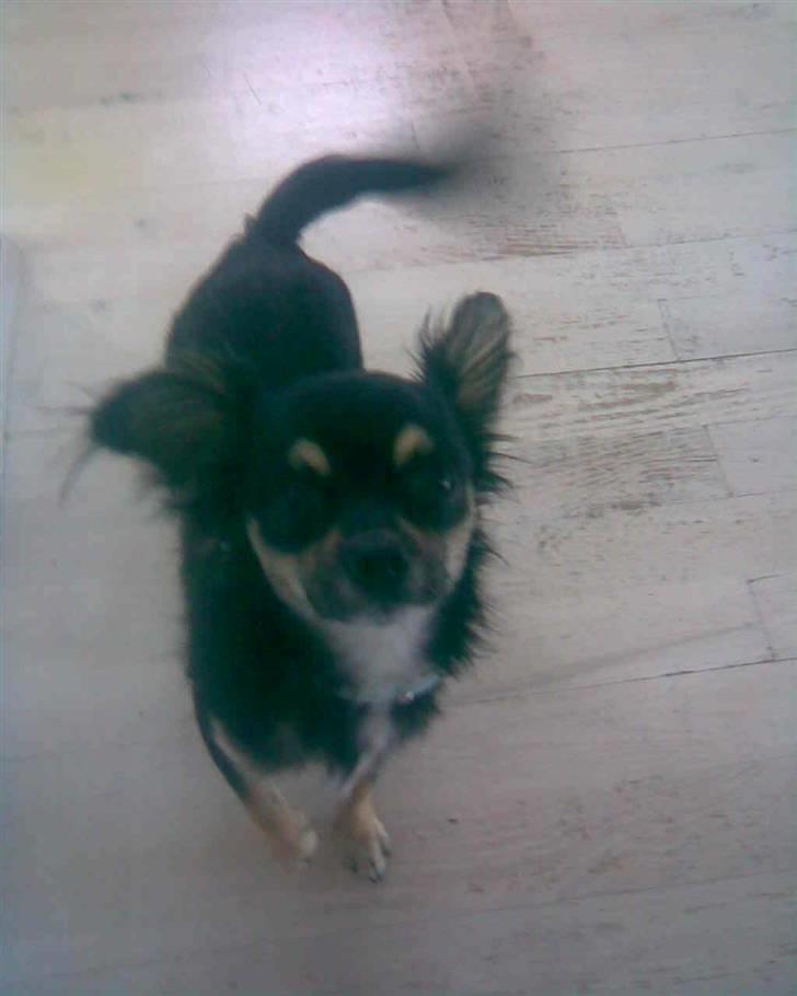 Chihuahua Macho!<3 billede 4