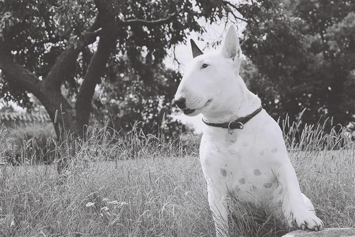 Bullterrier Dizzy fik fred 15.10.08 billede 7
