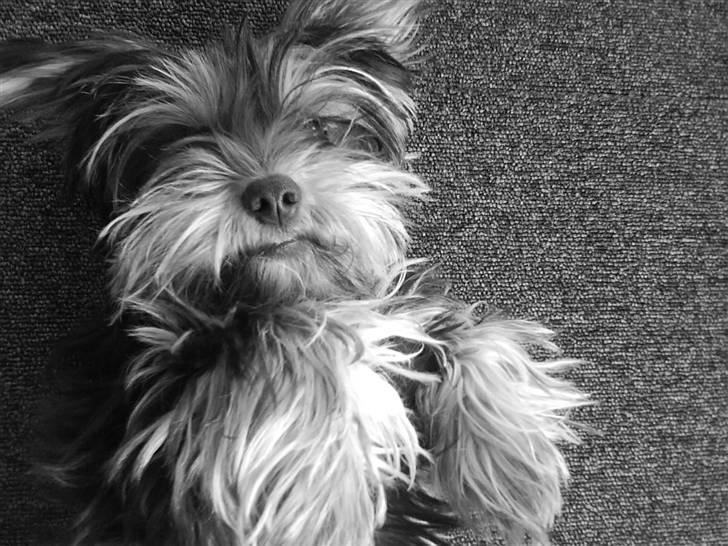 Yorkshire terrier Mini My<33 billede 6