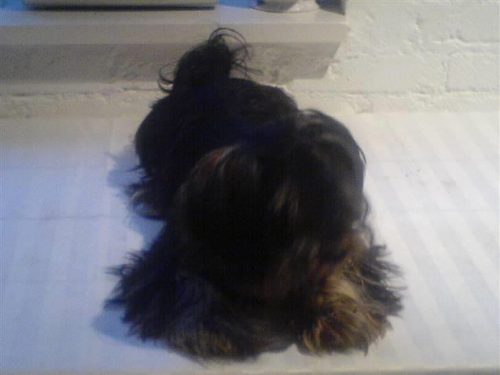Yorkshire terrier Mini My<33 billede 7