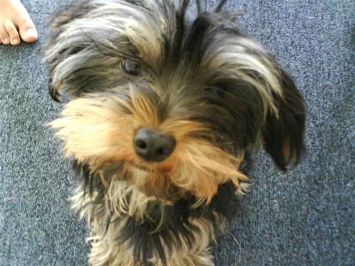 Yorkshire terrier Mini My<33 billede 8