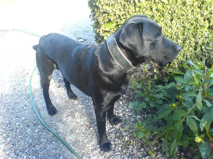 Labrador retriever Balto billede 18