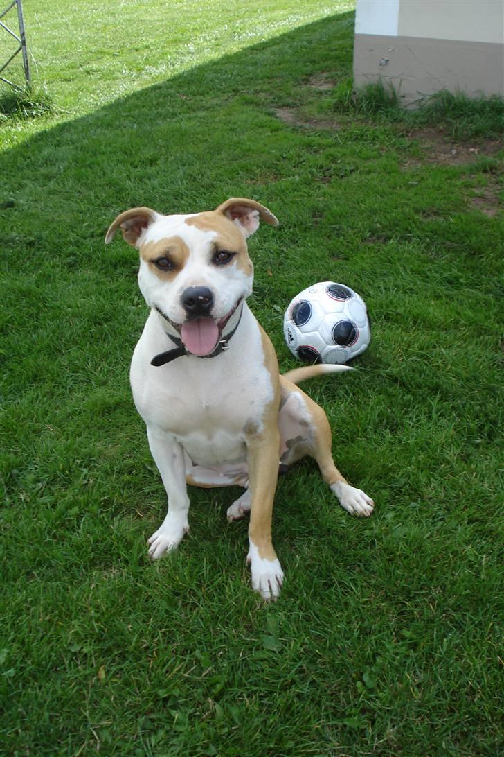 Amerikansk staffordshire terrier Mini - Bolden ligger bag mig, og du får den ikke! billede 1