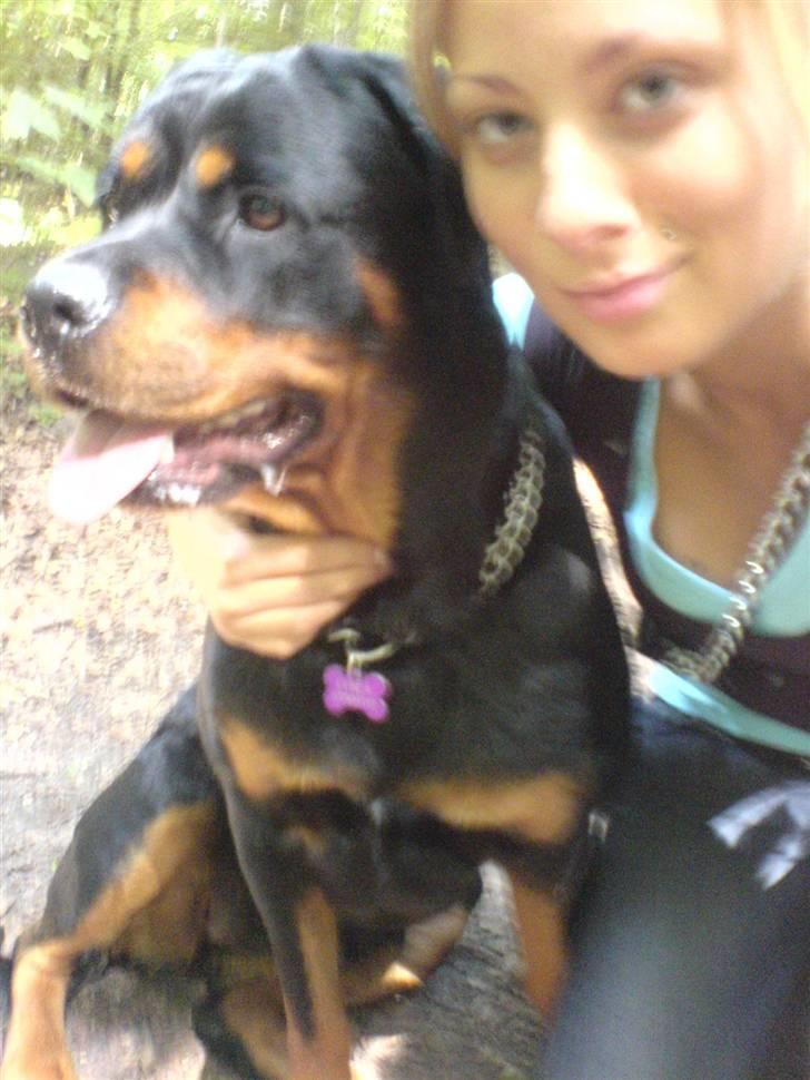 Rottweiler Chica billede 13