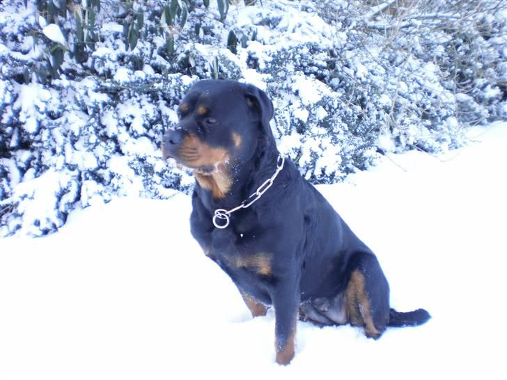 Rottweiler Chica billede 15