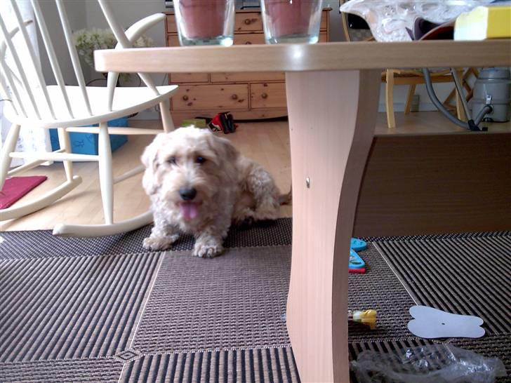 Gravhund blanding Emil Baloo RIP - Nyklippet hund billede 13