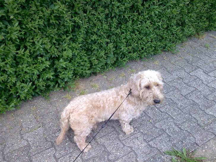 Gravhund blanding Emil Baloo RIP - Dejlig nyklippet vapper billede 14