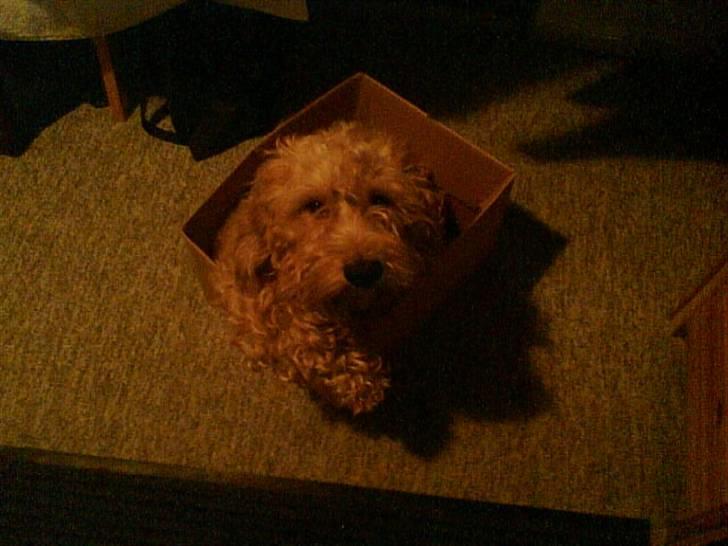 Gravhund blanding Emil Baloo RIP - Det er min papkasse og du får den ikk billede 15