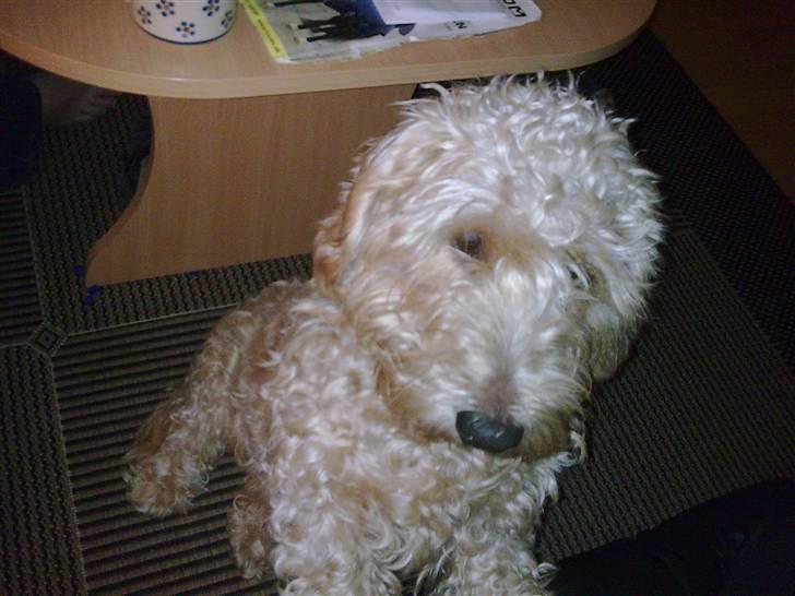 Gravhund blanding Emil Baloo RIP - Nååååh lille Puttelutte billede 16