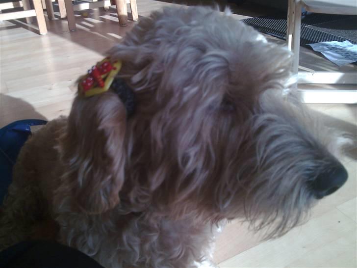 Gravhund blanding Emil Baloo RIP - Ihhh Nu har den skøre Martin igen sat pels på mig billede 17