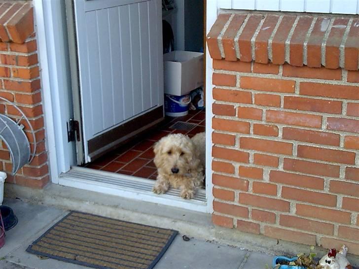 Gravhund blanding Emil Baloo RIP - Skal lige se om der er nogle miskatter billede 18