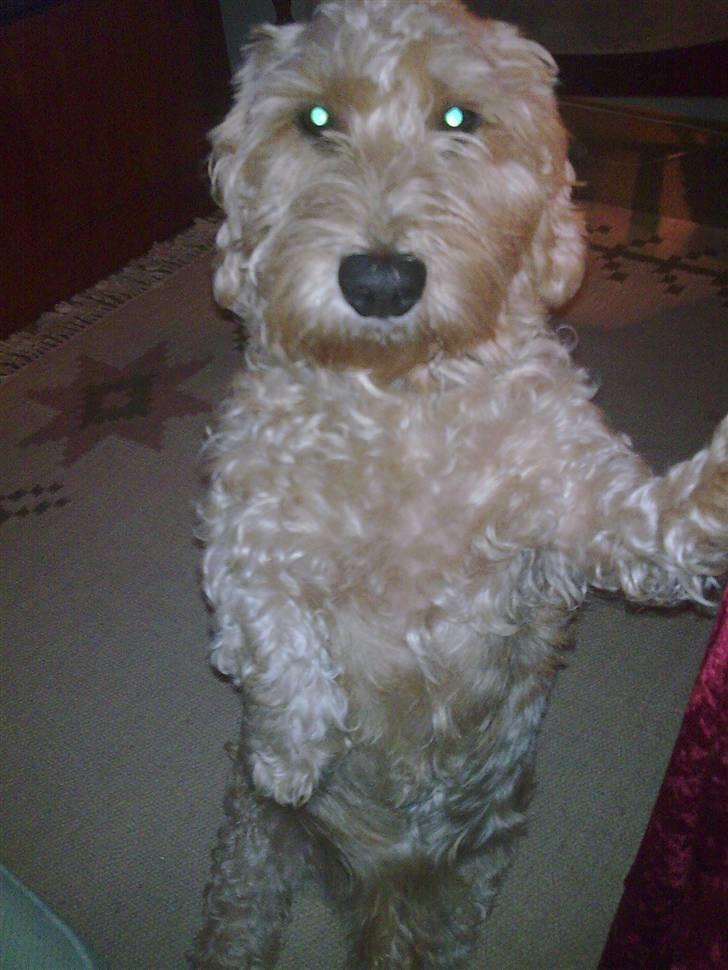 Gravhund blanding Emil Baloo RIP - Se jeg sidder på numsen og holder kun ved med én hånd  billede 19