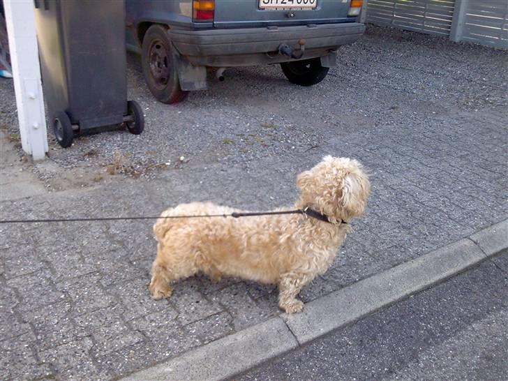 Gravhund blanding Emil Baloo RIP - Er der nogen?? billede 20