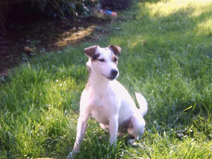 Jack russell terrier Mikki billede 1