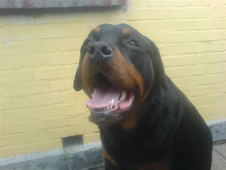 Rottweiler Whiskey - Jeg er altid med på en go grimasse :O) billede 13
