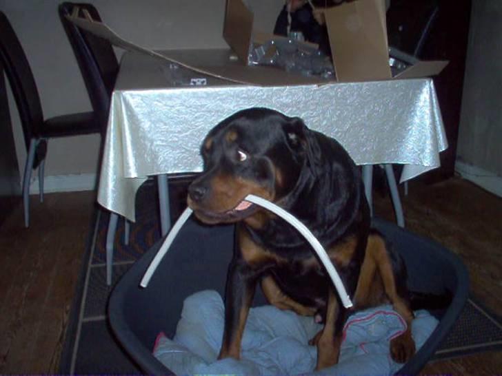 Rottweiler Whiskey - Hjælper lige med at bygge om herhjemme billede 14