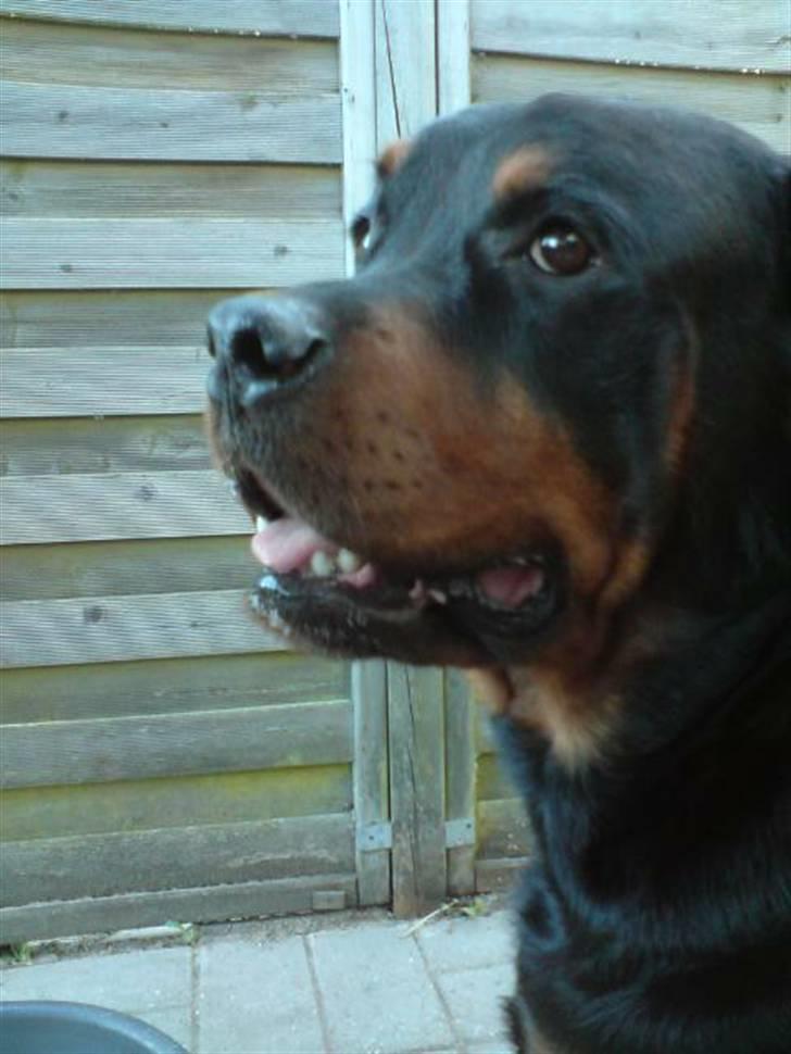 Rottweiler Whiskey billede 15