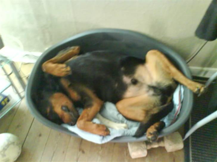 Rottweiler Whiskey - Åhhh det her er bare livet...men de kunne nu godt gi mig en større kurv :O) billede 16