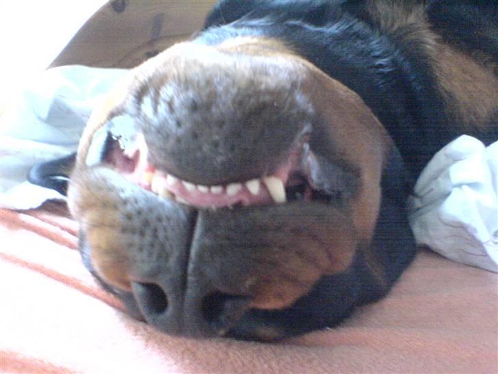 Rottweiler Whiskey - Åhhhh jeg putter bare så godt på ryggen :O) billede 17