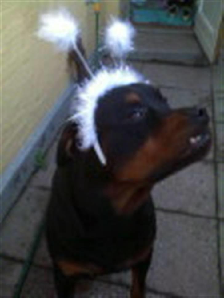 Rottweiler Whiskey - Er jeg ikk fin :O) billede 18