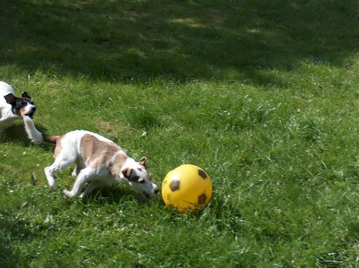 Jack russell terrier Mikki - Hun elsker at spille fodbold billede 2