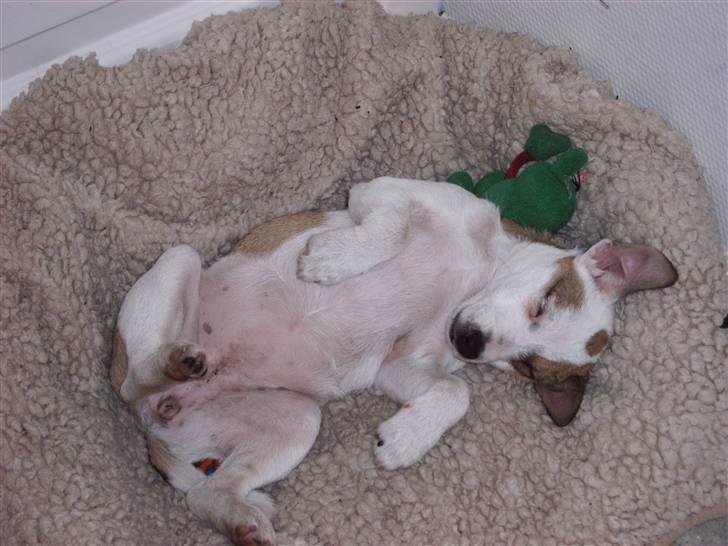 Jack russell terrier Mikki - ZZzzzzz billede 3
