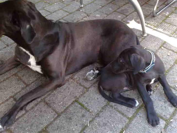 Blanding af racer nikita  R.I.P - ej se lige har fået en ny lege kammerat, han hedder hermann og er 8 uger og er en grand danois,han er bare sød billede 11