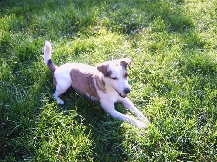 Jack russell terrier Mikki billede 4
