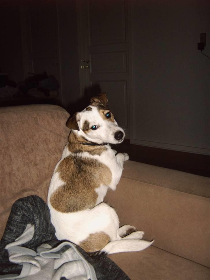 Jack russell terrier Mikki - Sofa dronningen billede 5