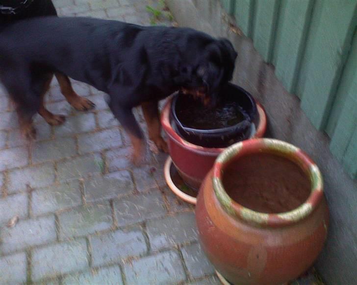 Rottweiler Kira ¤ Himmelprinsesse ¤ - Hmmm hva mon der er heri...... billede 11