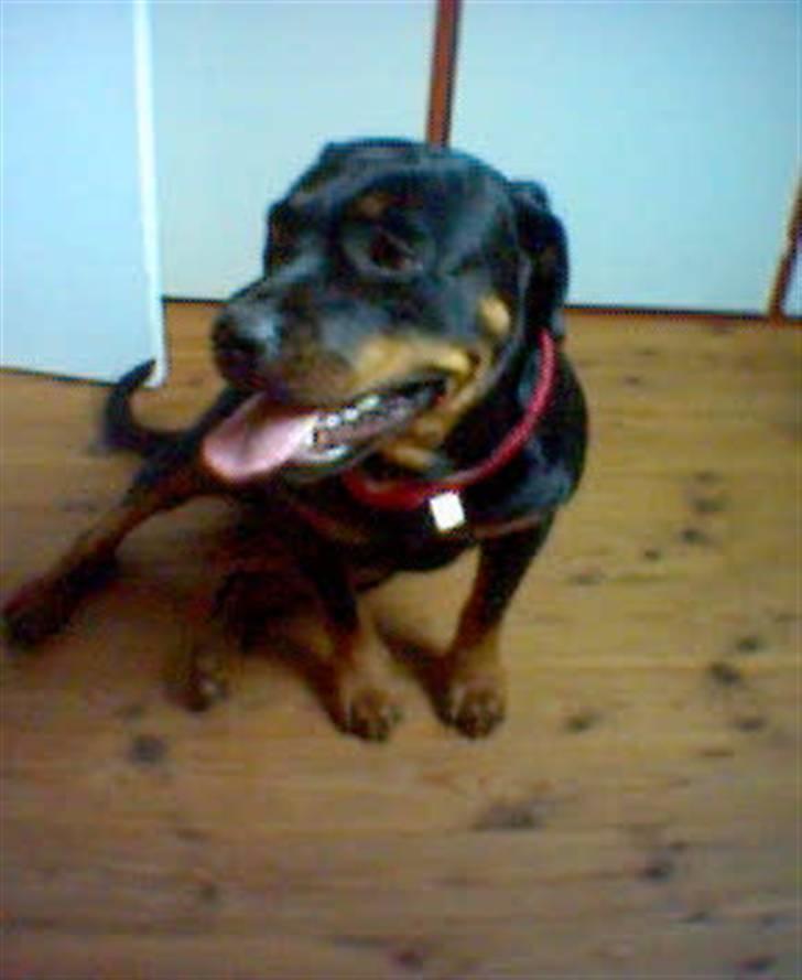 Rottweiler Kira ¤ Himmelprinsesse ¤ - Mor har givet mig tørklæde på....er jeg ikk fin billede 12