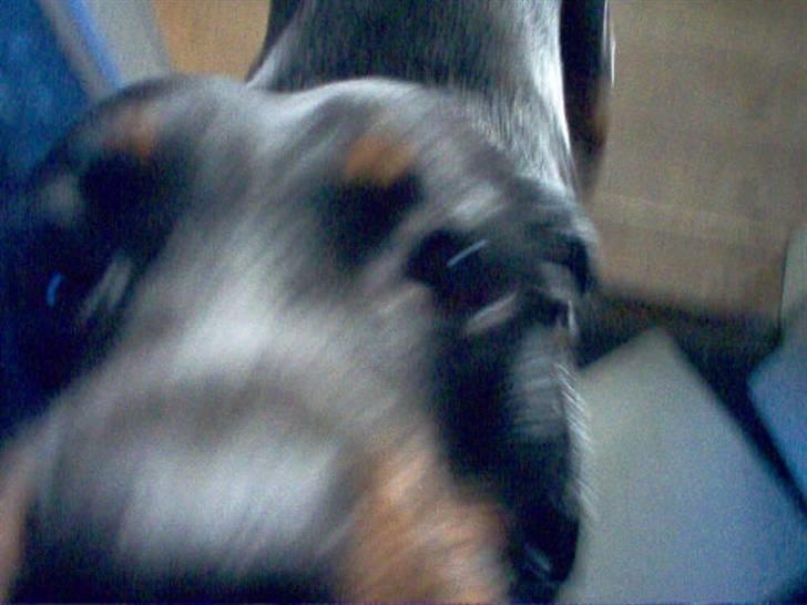 Rottweiler Kira ¤ Himmelprinsesse ¤ - Jeg gider altså ikk at du bliver ved med at ta billeder af mig billede 13