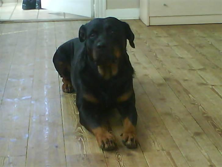 Rottweiler Kira ¤ Himmelprinsesse ¤ billede 14