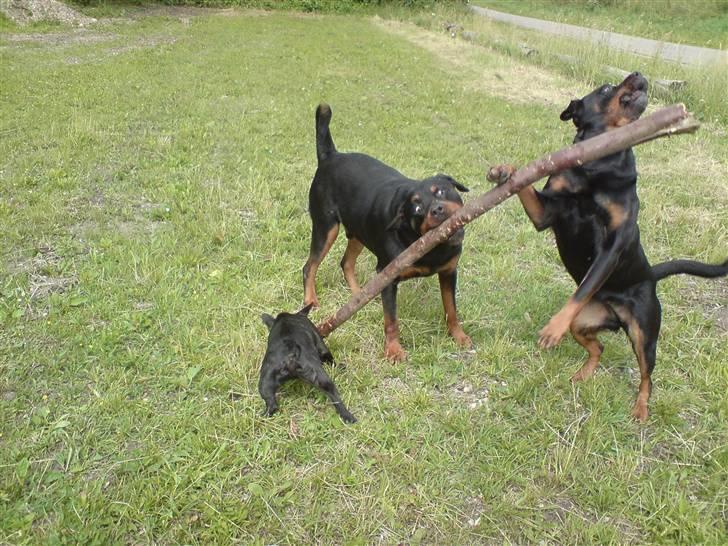 Rottweiler Kira ¤ Himmelprinsesse ¤ - Leg med mine søskende billede 15