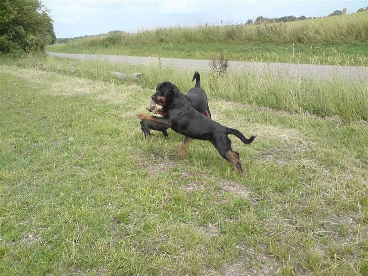 Rottweiler Kira ¤ Himmelprinsesse ¤ - Leg med mine søskende billede 16