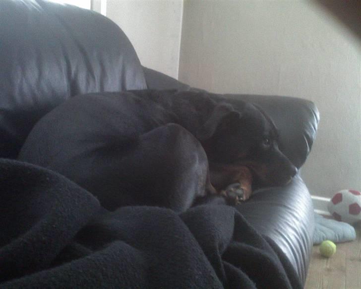 Rottweiler Kira ¤ Himmelprinsesse ¤ - Hehe moar du ser ikk hva jeg laver nu vel...... billede 17