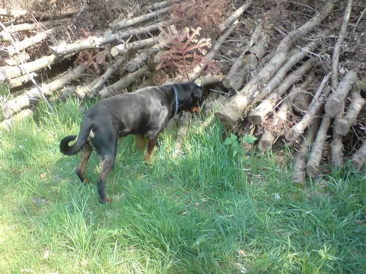 Rottweiler Kira ¤ Himmelprinsesse ¤ - Mon der er noget derinde...der dufter godt billede 18