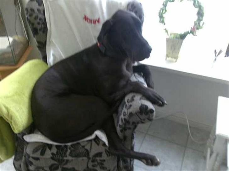 Grand danois hermann - dejlig stol,,,,,,, billede 1