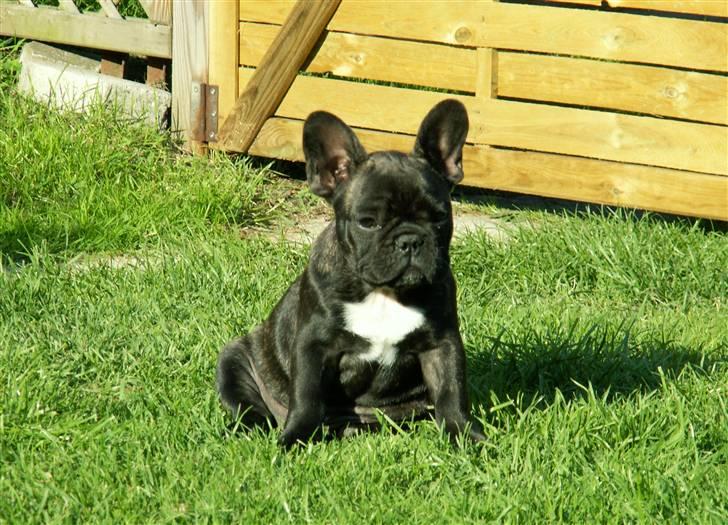 Fransk bulldog BlanceNoir'sEllieElegante - Ellie 13 uger - Foto: Winnie Nina Kongsnæs billede 12