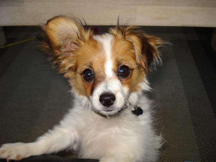 Papillon molly billede 1