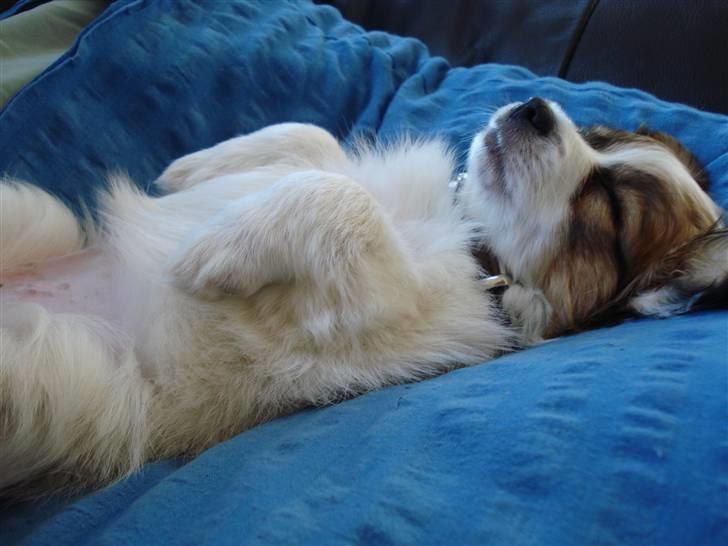 Papillon molly billede 2