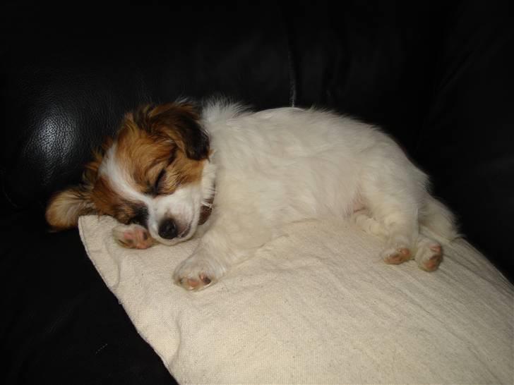 Papillon molly billede 3