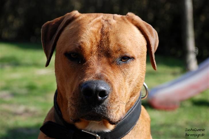 Blanding af racer MacQueen aka Max billede 1